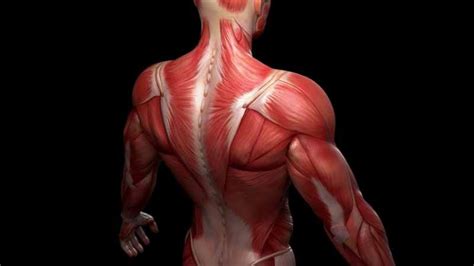 otot sebagai organ gerak menempel pada